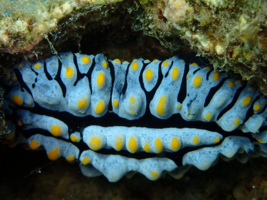沖縄の不思議な貝